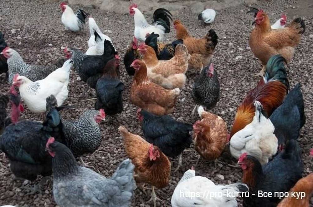 Продам петухов разных пород возрастом 7 мес.