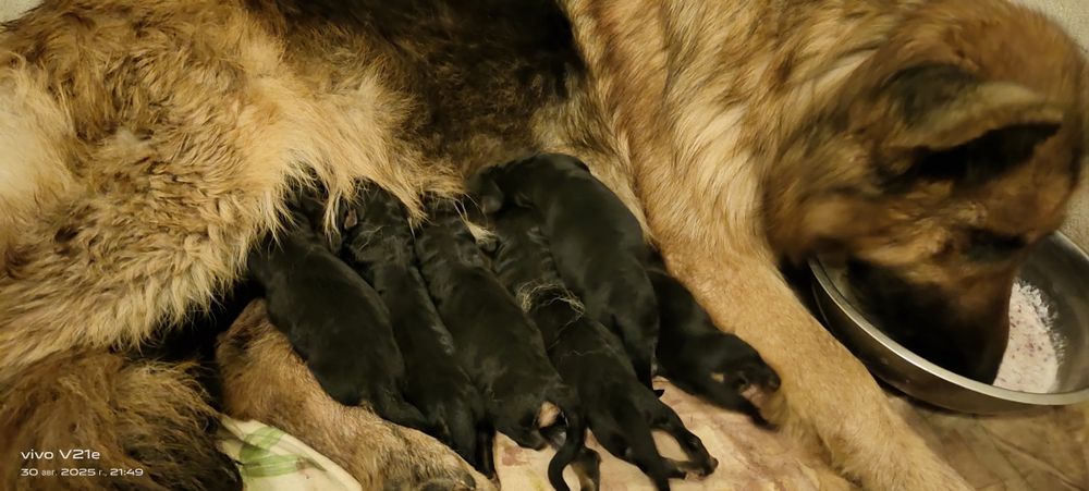 Щенки длинношёрстной немецкой овчарки КСУ