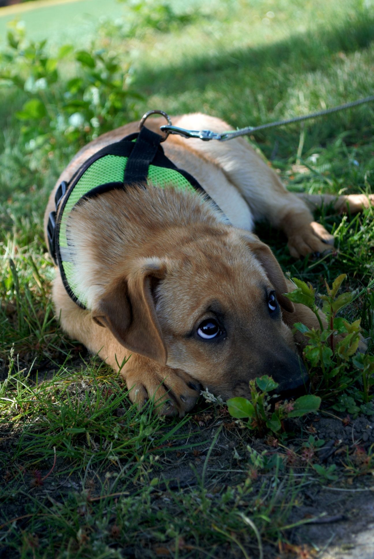 4 miesięczny szczeniak do adopcji