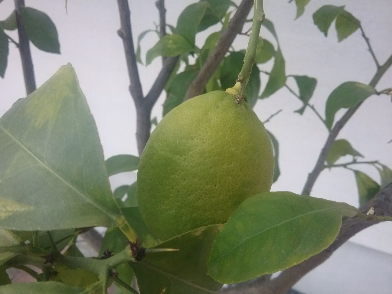 Дерево лимона у вазоні .