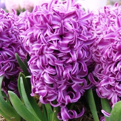 Цибулини гіацинтів. Голландія