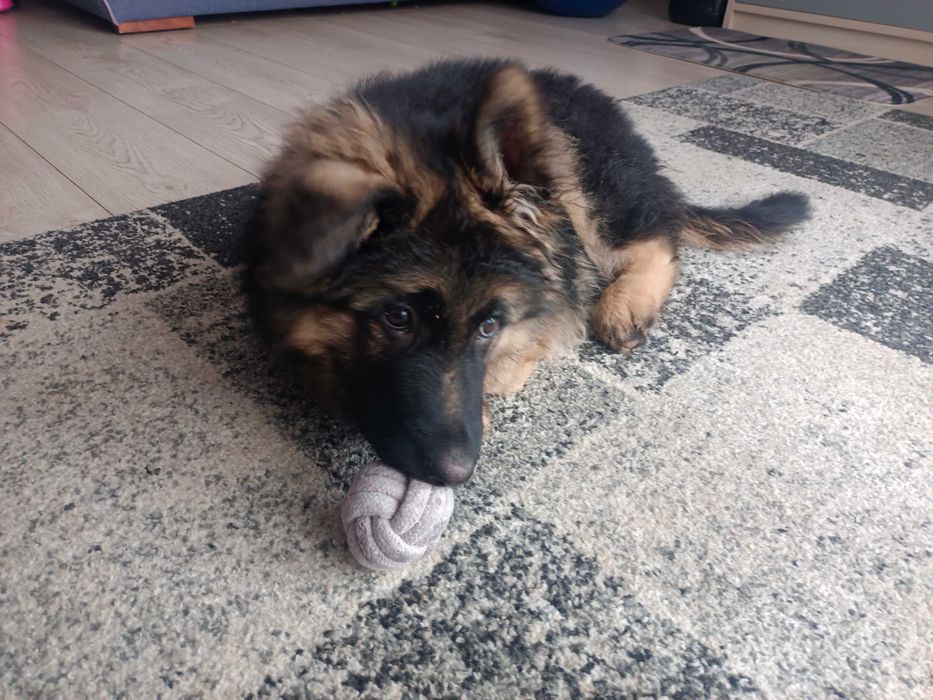 Owczarek niemiecki długowłosy