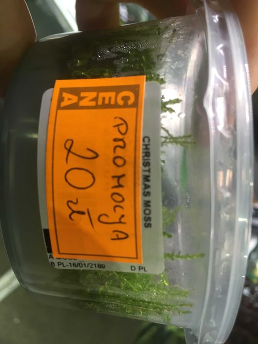 Gałęzatka kulista,Mech Christmas,Spiky,Weeping,Flame - TINA ZOO ZABRZE