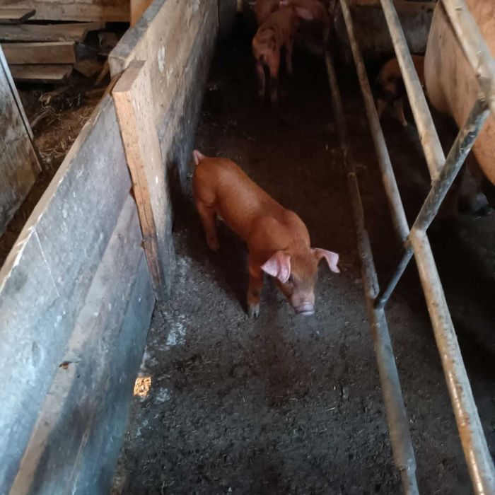 Поросята породи Кантор