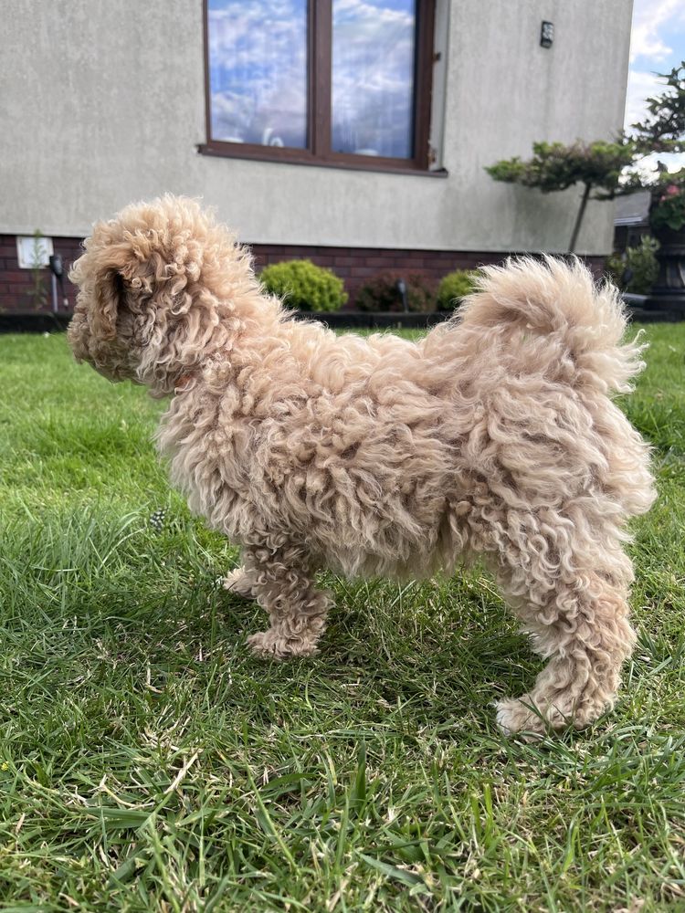 Poochon Bichpoo Maltipoo Pudel Bischon Frise