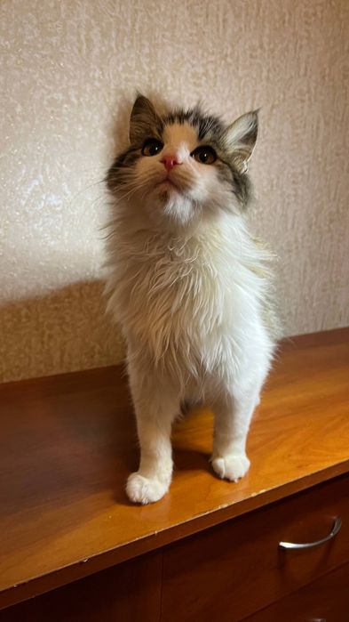 Віддам_ кішки_ кошенята _ яшка