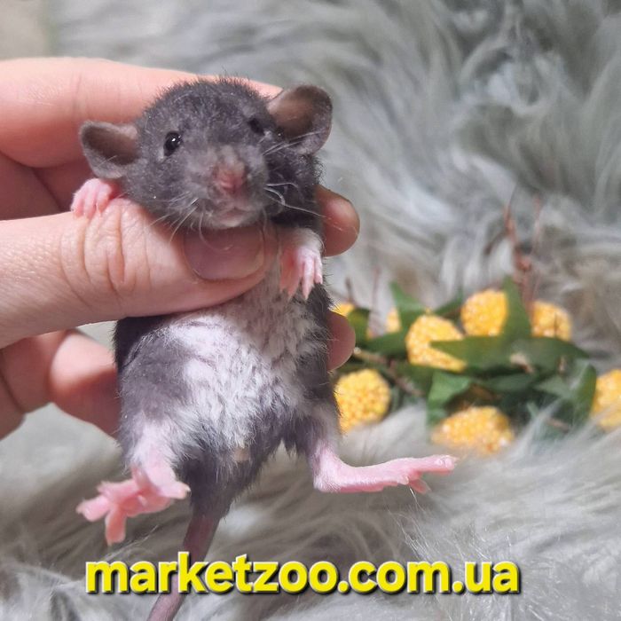 Дівчинка Дамбо Рекс – жива копія Міккі Мауса!