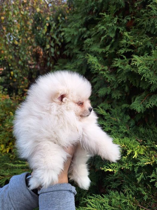 Szpic miniaturowy pomeranian