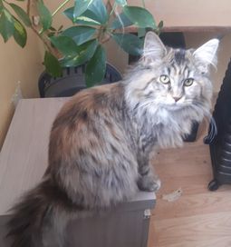 Kotka Maine Coon