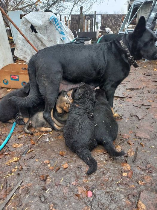 Щенки немецкой овчарки 1,5 месяца