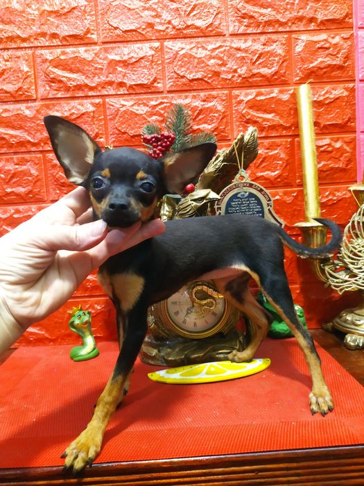 Красавица ч/п девочка, миниатюра! Элитные крови. Док.КСУ,чип,привита