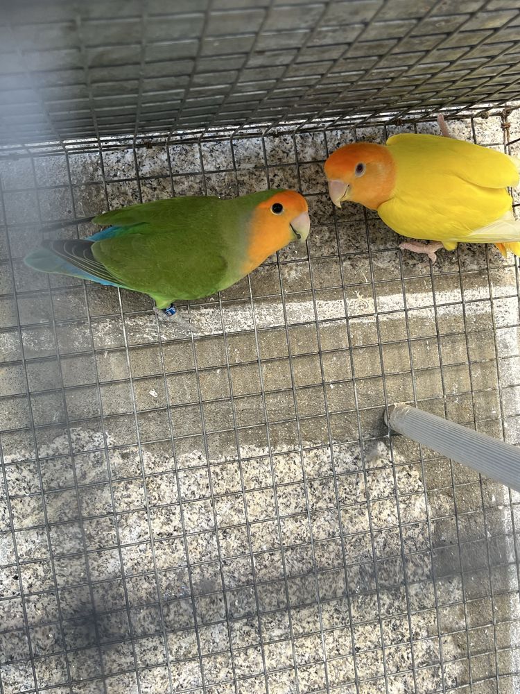 Casais reprodutores Agapornis