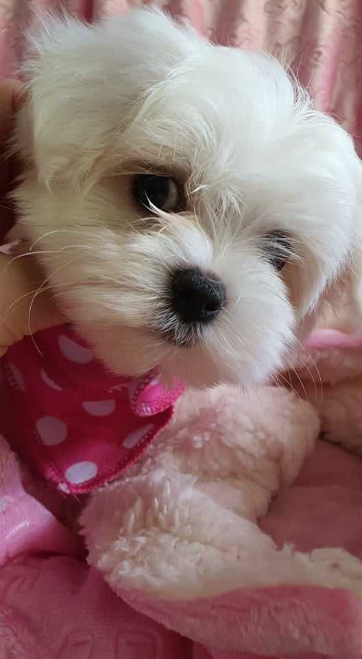 Piesek Maltańczyk Mini do odbioru.