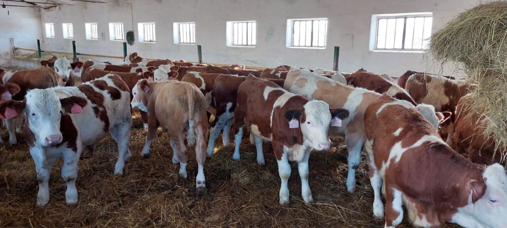 Opasy 120 kg byczki żarłaki