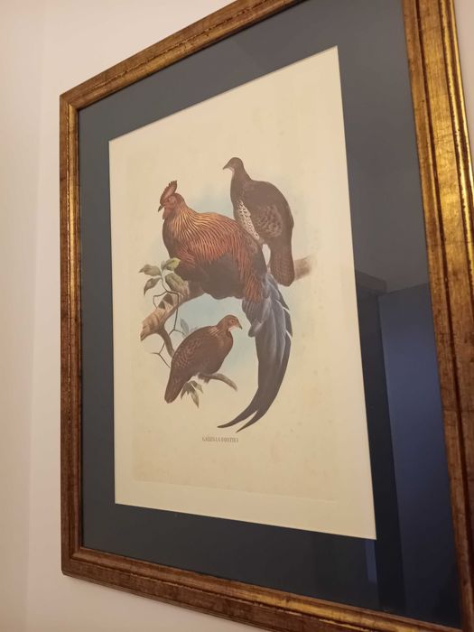 Conjunto de quadros com tema de galos, já emoldurados de cor dourada