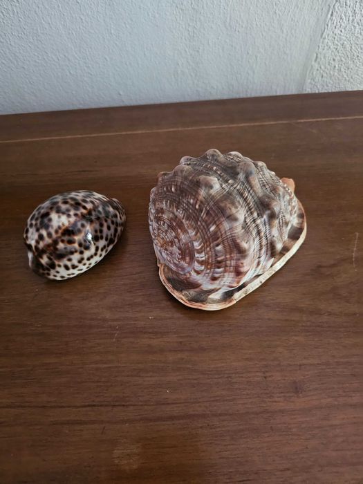 Conchas naturais – Tritão Gigante e Búzio-Tigre