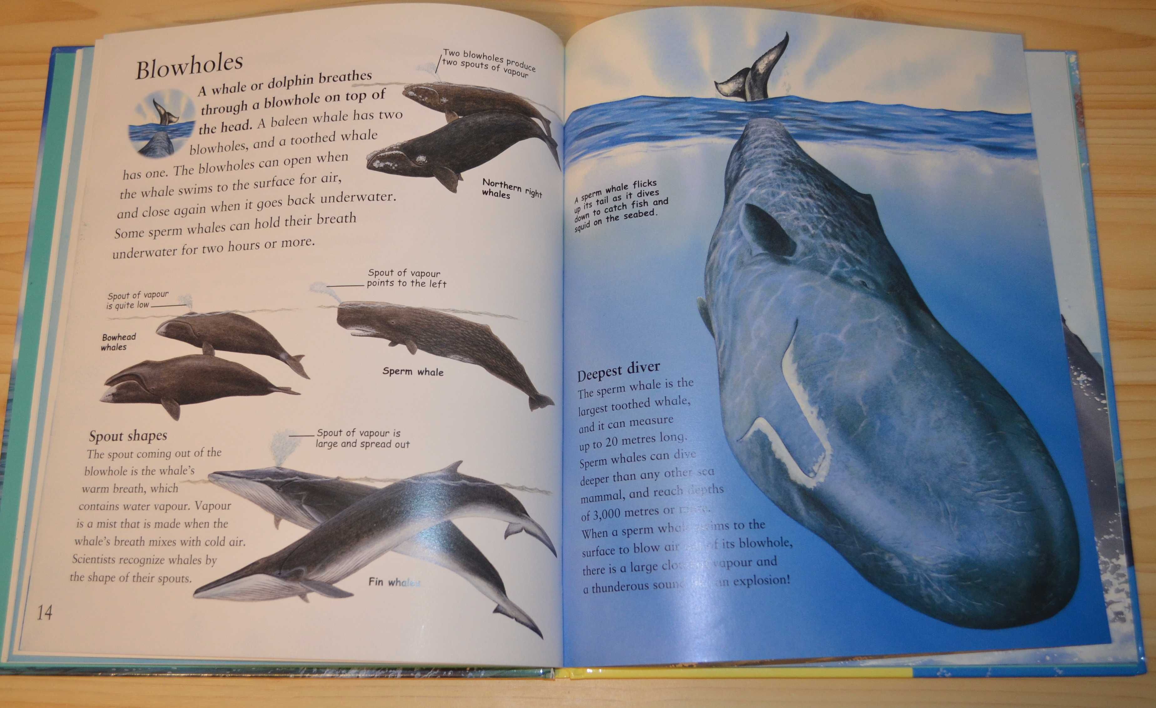 Whales and dolphins, дитяча книга англійською