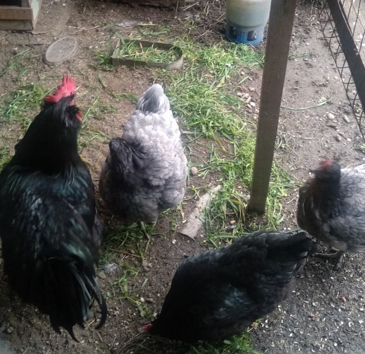 Джерсійський гігант сім'я 1+3.