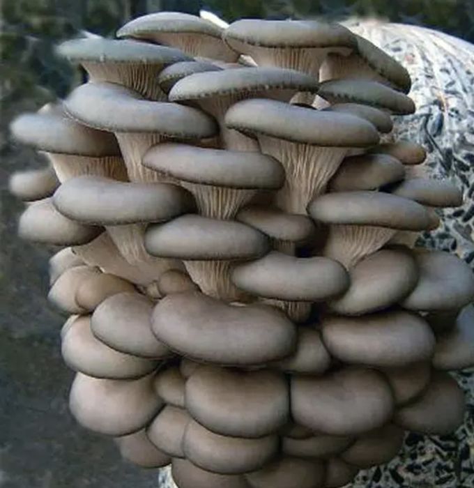 Гриби гливи свіжі