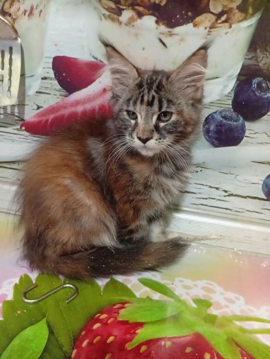 Кошка Мэйн Куна нежная