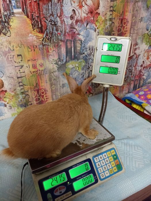 Кролик, кролики, кролі, бургундія