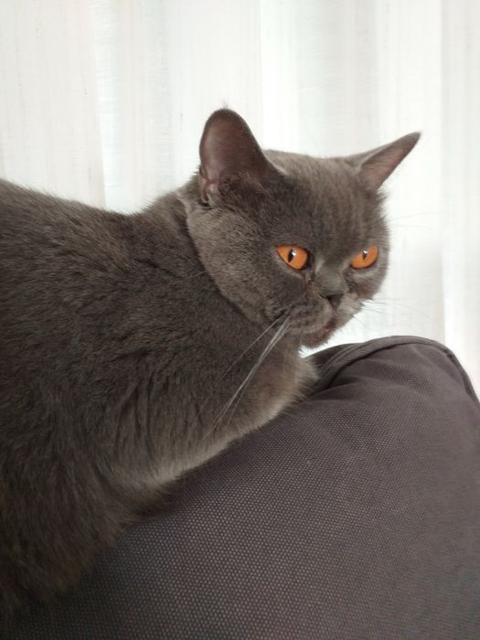 Scottish straight de boa linhagem