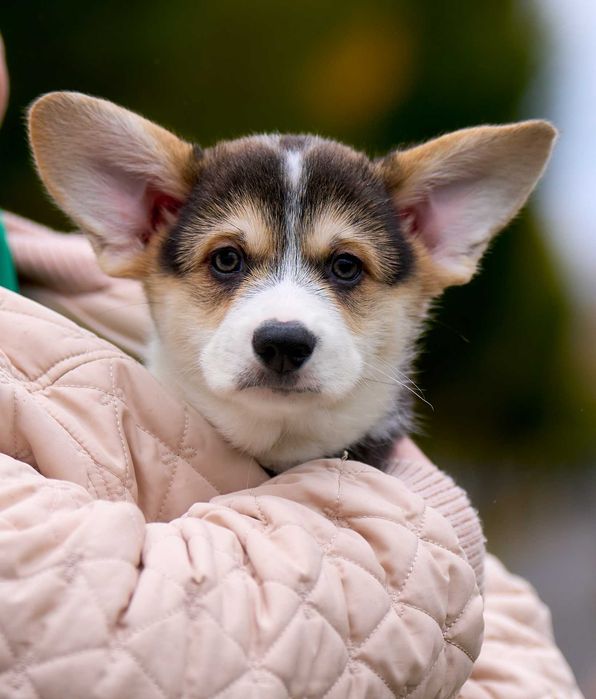 Пропонуємо хлопчика Вельш Коргі Пемброк