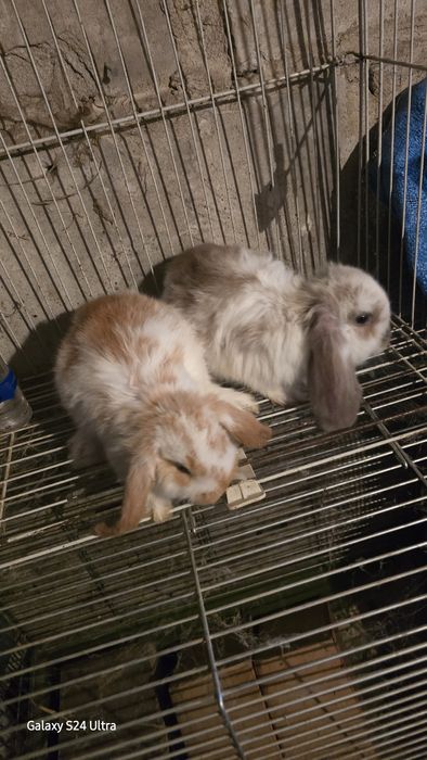 Baran francuski młode