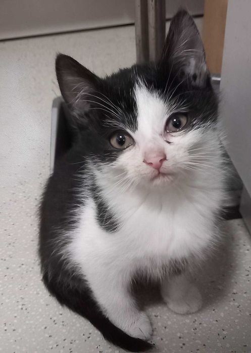 Дві кішечки урасуні