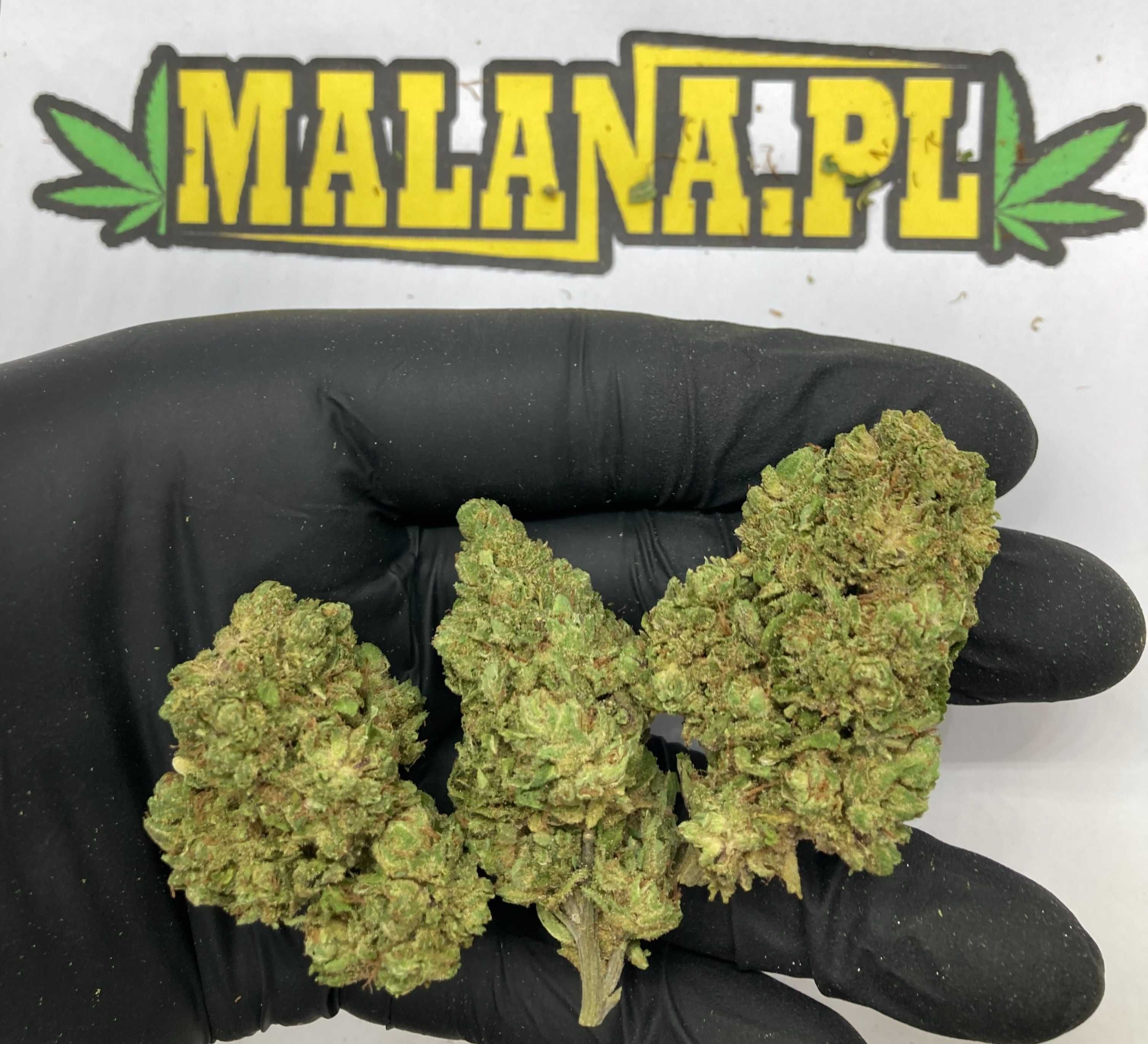 Lekki Jasny Susz CBD Pineapple Express 10g || MALANA.PL CBD