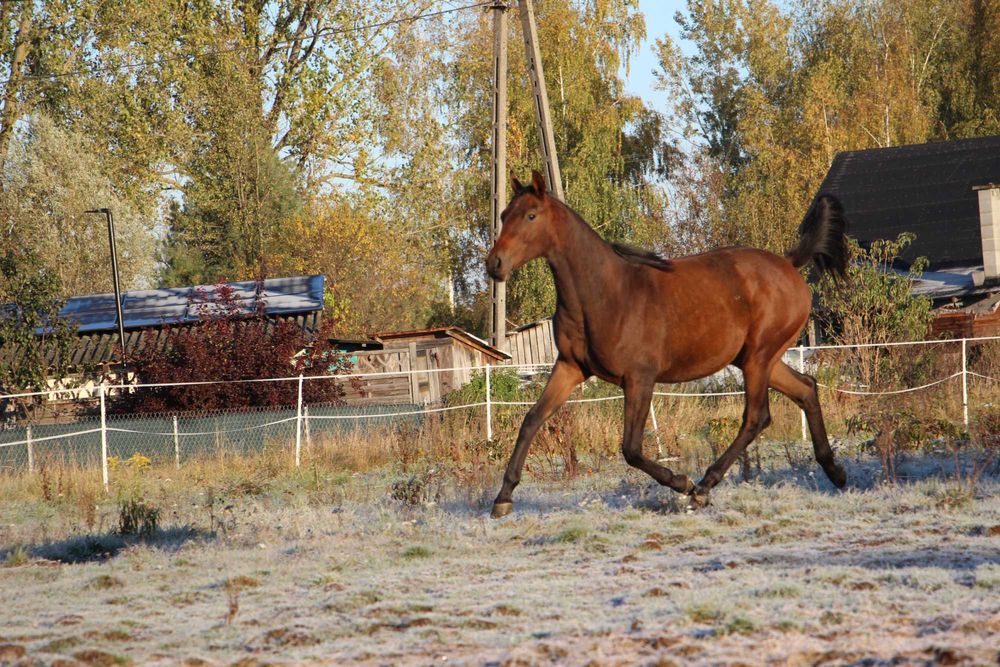 Klacz Zangersheide - CLARISSA Z ( Cascado x Calena)