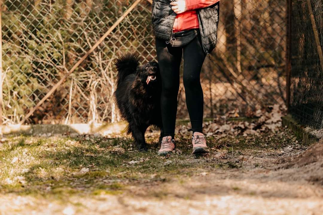 Betka czeka w schronisku na swojego człowieka