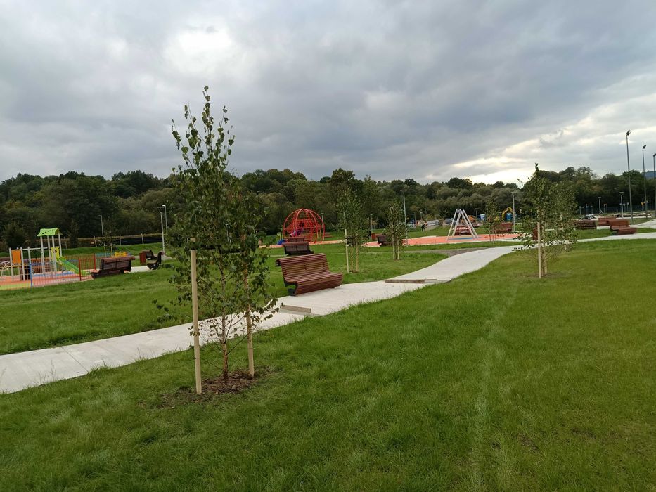 Lipa drobnolistna, klon jawor, jesion wyniosły, brzoza,grab,sosna,tuje