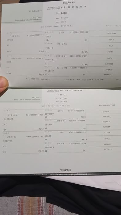 Klacz śląska Elita po licencjonowanych rodzicach odsadek