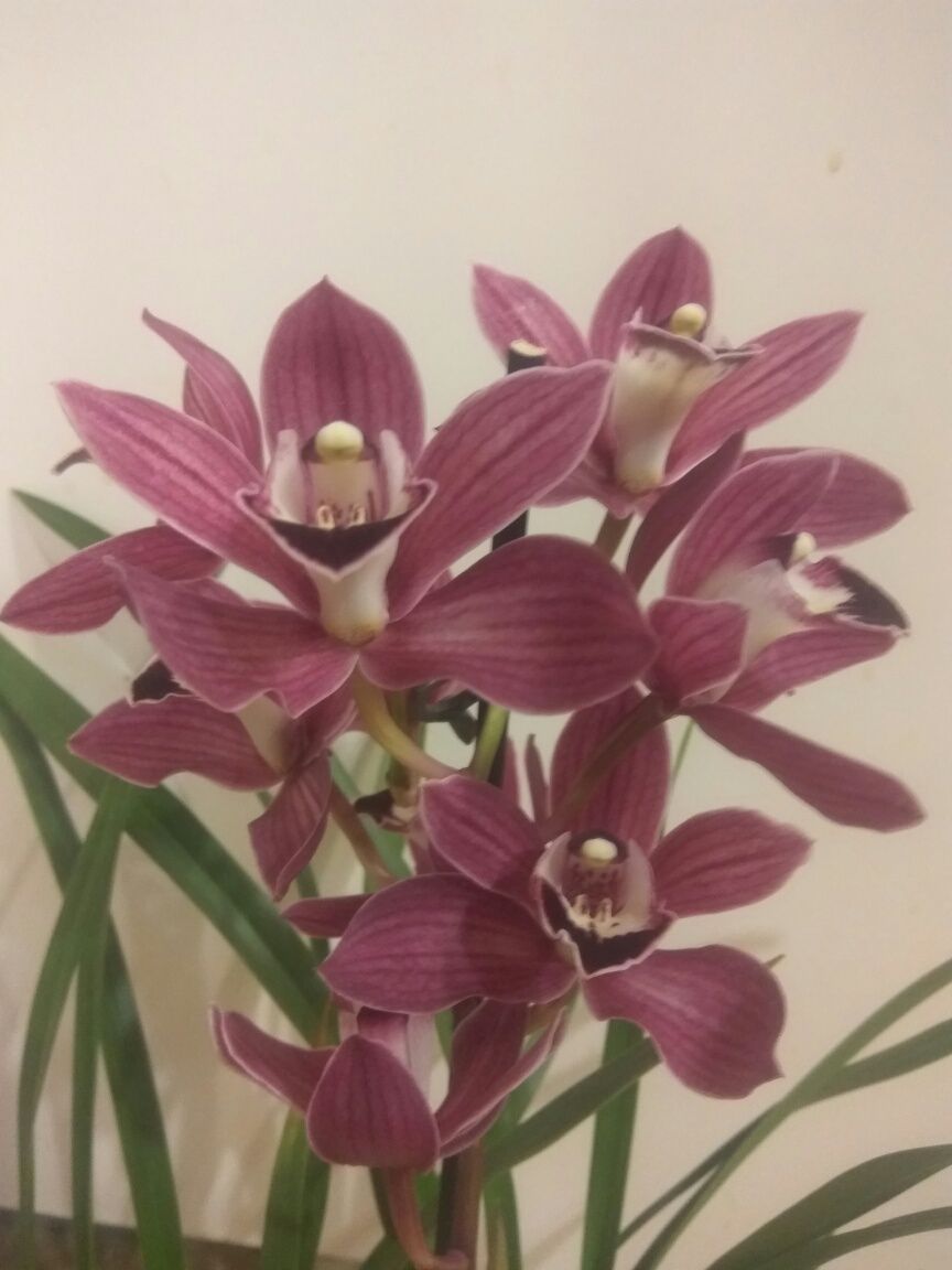 Ароматная орхидея Цимбидиум