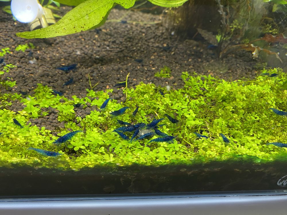 Camarões neocaridina blue dream