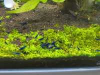 Camarões neocaridina blue dream