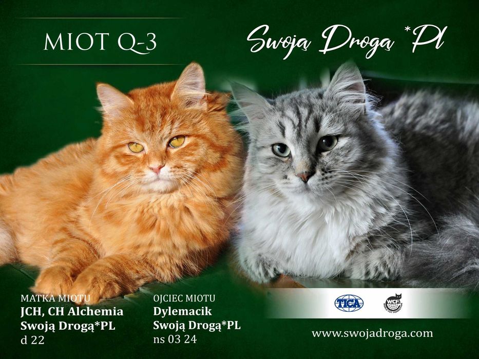 Qudłaty Swoją Drogą*Pl