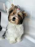 York biewer terrier
