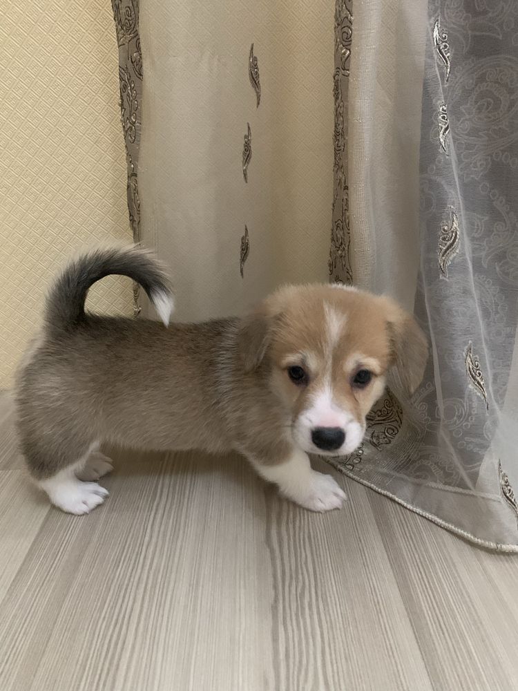 Цуценята Коргі  Пемброк