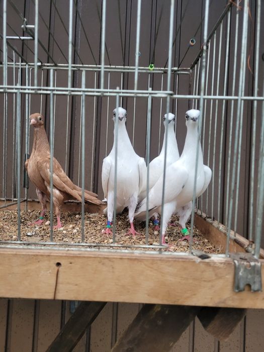 Gołębie Wiedeńskie białe, kończate z białym ogonem i żółte 2025r