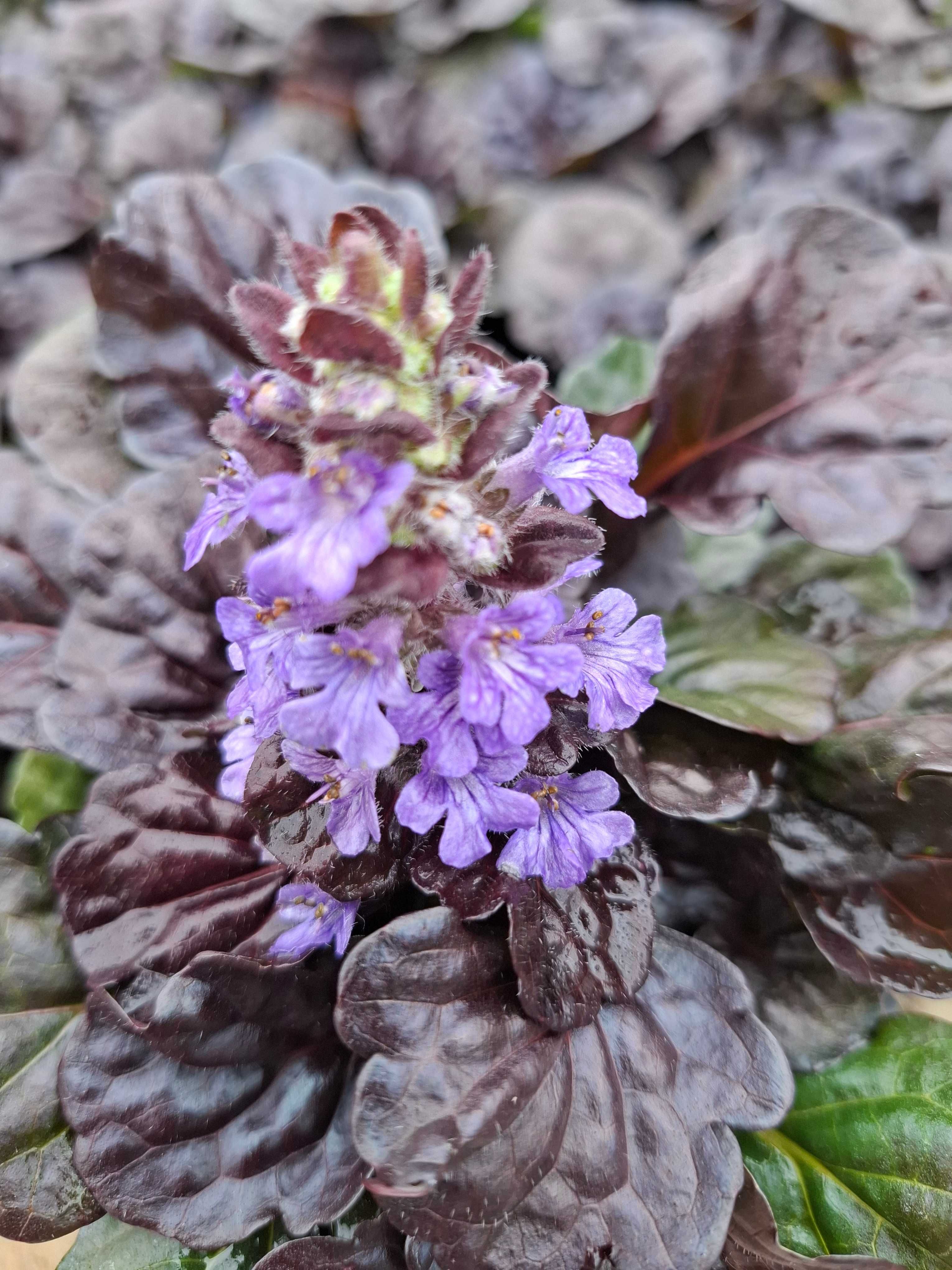 Dąbrówka rozłogowa 'Black Scallop', Ajuga reptans