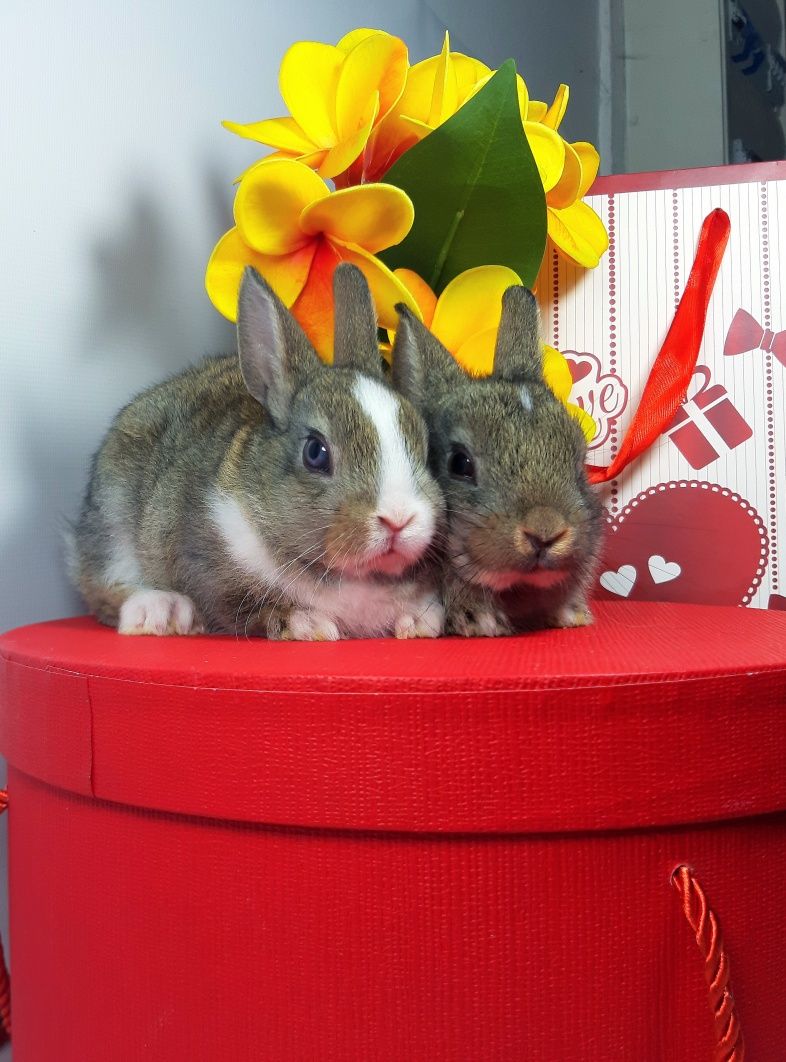 Карликовые мини кролики,крольчата міні,декоративный