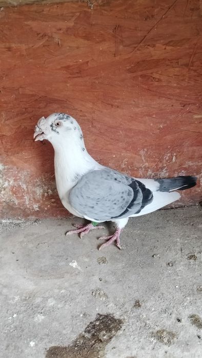 Gołębie staropolskie