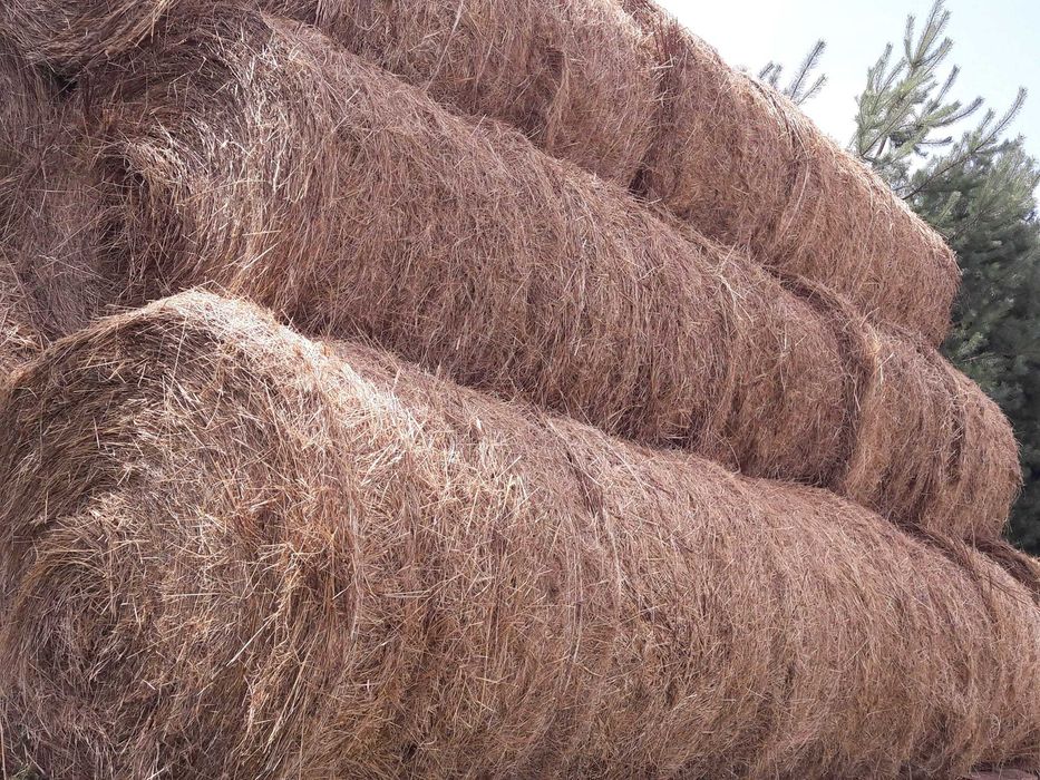 Siano Słoma Kostki Rolki Owies Pszenica Pszenżyto Widoczne Aktualne