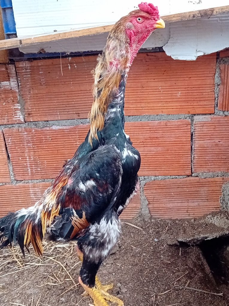Galo shamo com boa qualidade
