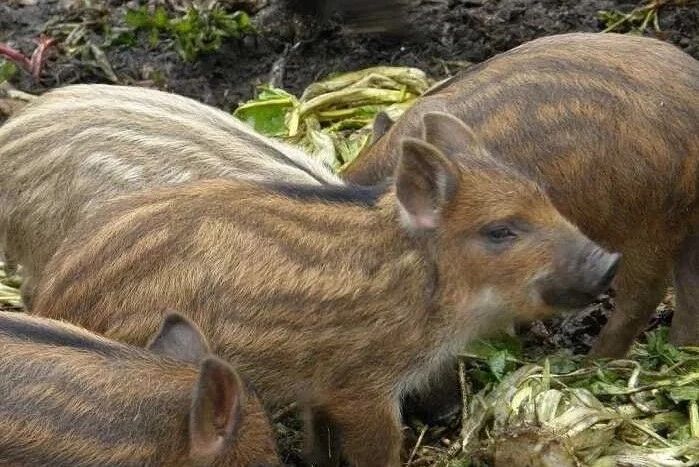 Продам поросята усі питання по телефону