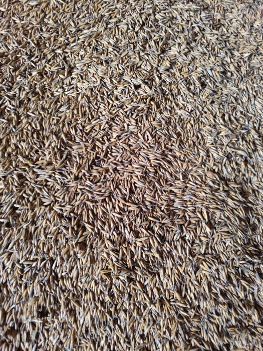 Zboże owies BINGO ze zbiorów z tego roku. EKO