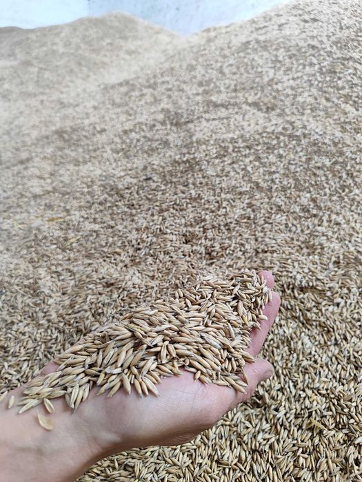 Овес врожай 2025