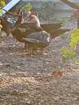 Vende se patos mudos